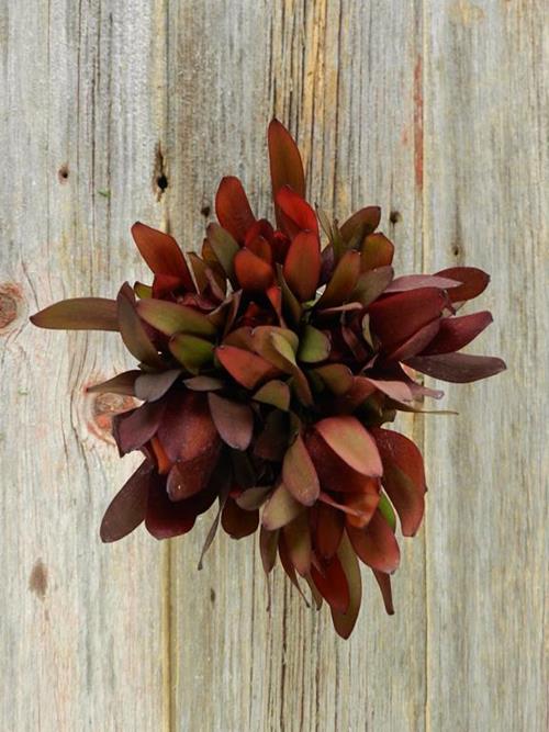 SAFARI SUNSET  BURGUNDY LEUCADENDRON